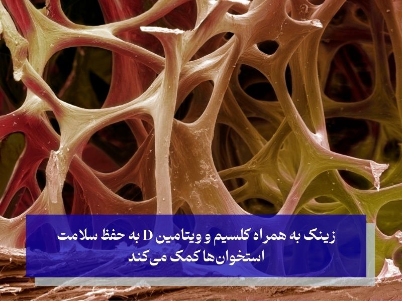 تقویت استخوان‌ها از مزایای مصرف قرص زینک پلاس