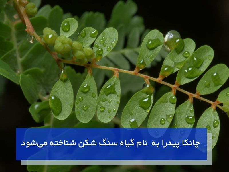 گیاه دارویی چانکا پیدرا در درمان سنگ کلیه