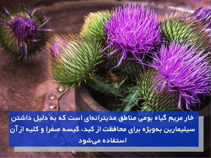 خار مریم و درمان سنگ کیسه صفرا