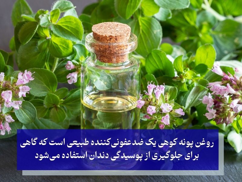 روغن پونه کوهی برای تسکین دندان درد