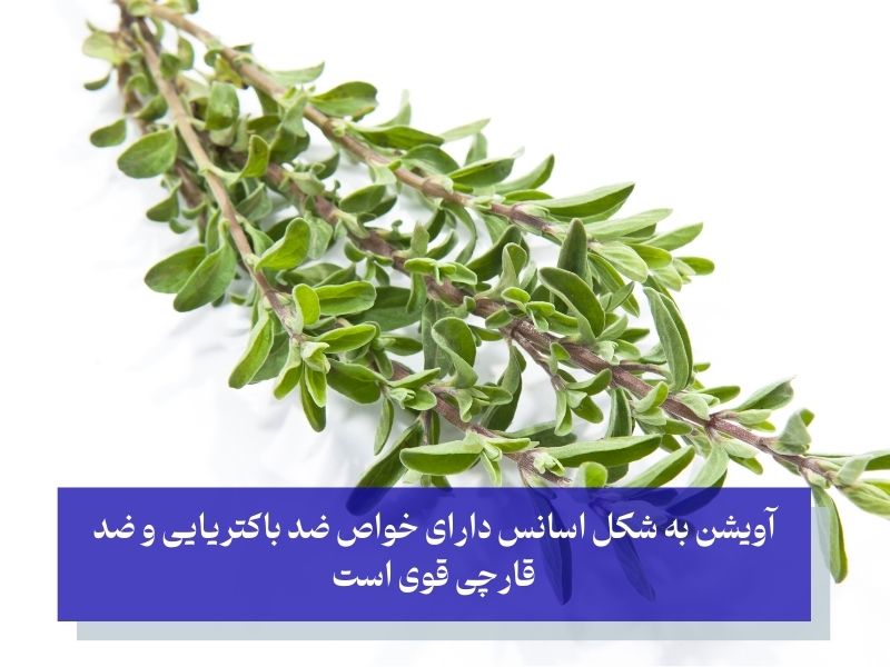 آنتی اکسیدان قوی گیاهی برای درمان خانگی دندان درد