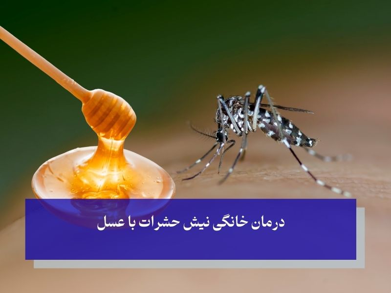 درمان خانگی نیش حشرات با عسل