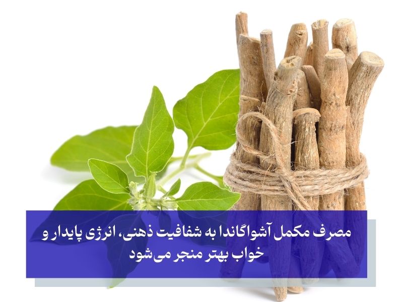 آشواگاندا؛ گیاه دارویی برای بهبود انرژی!