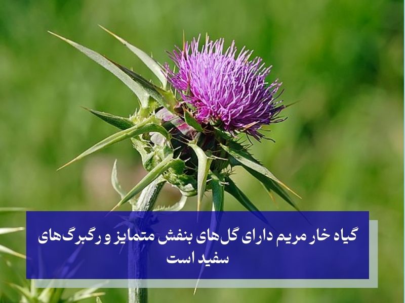 ترکیبات مؤثر داخل لیورگل