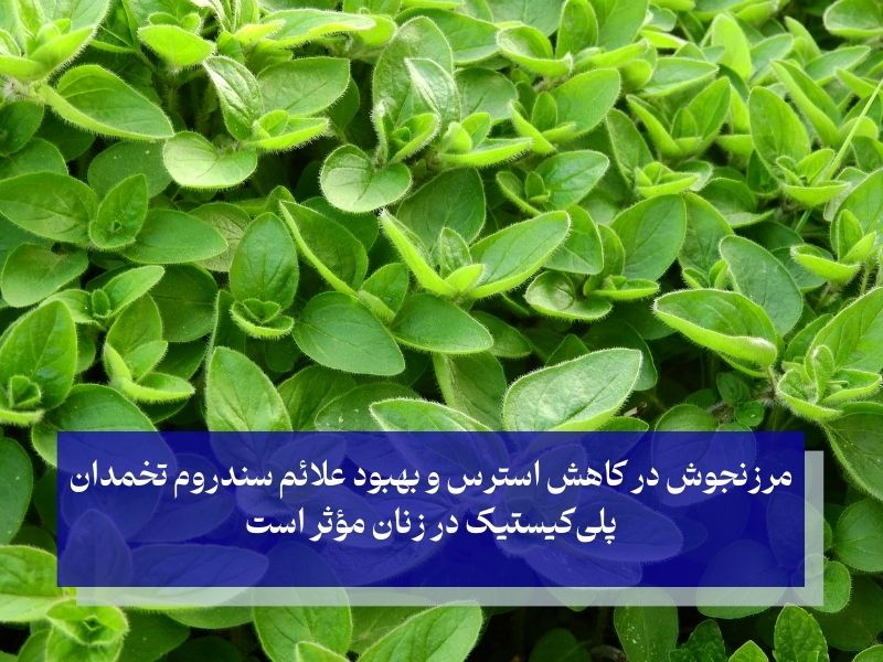 مرزنجوش؛ گیاه دارویی برای تنظیم سندروم تخمدان در زنان