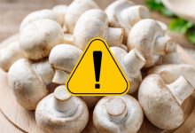 مصرف قارچ برای چه کسانی مضر است