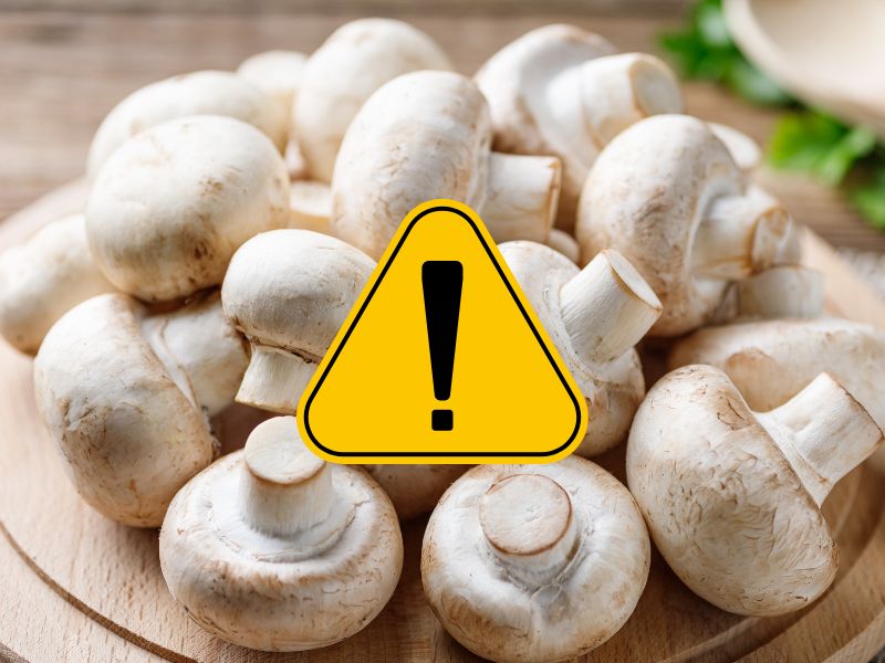 مصرف قارچ برای چه کسانی مضر است