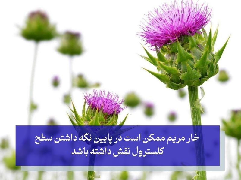 پایین نگه داشتن سطح کلسترول