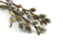 عرق بیدمشک برای چی خوبه؟