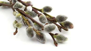 عرق بیدمشک برای چی خوبه؟