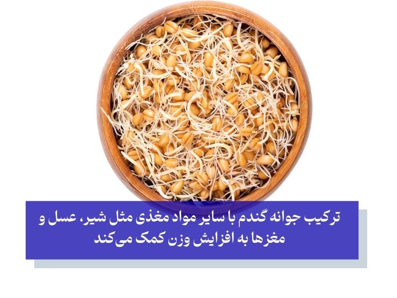 جوانه گندم معجون چاق کننده سریع