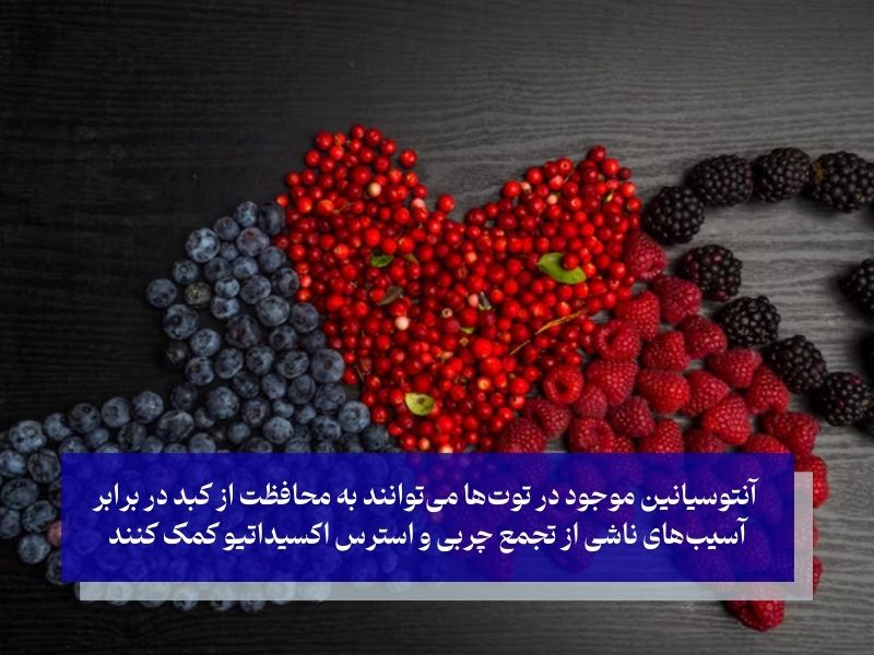 انواع توت‌ها (بلوبری، توت فرنگی، تمشک)؛ جنگجویان کوچک با قدرت آنتوسیانین بالا