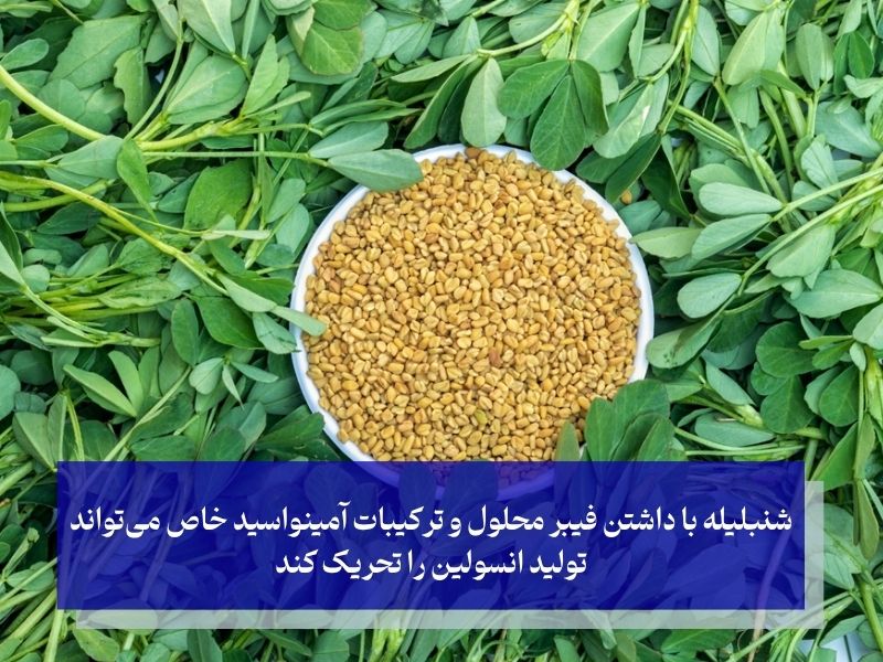 شنبلیله تحریک کننده تولید انسولین