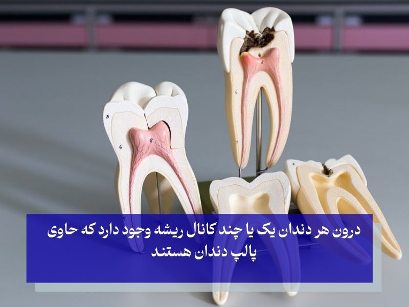 انواع و تعداد کانال‌‌ها بر اساس نوع دندان