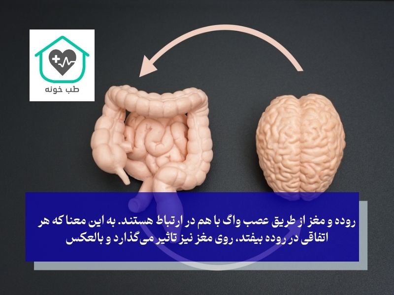 ارتباط روده و مغز