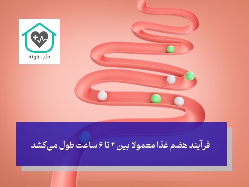 مدت زمان فرآیند هضم غذا
