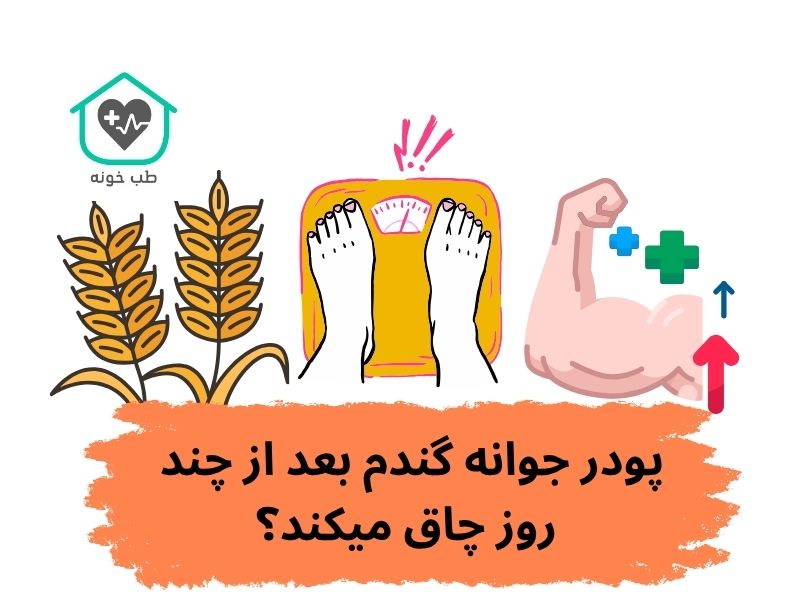 پودر جوانه گندم بعد از چند روز چاق میکند؟