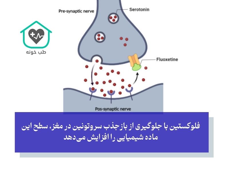 مکانیسم اثر فلوکستین