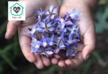 گل گاوزبان برای چی خوبه