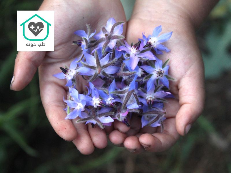 گل گاوزبان برای چی خوبه