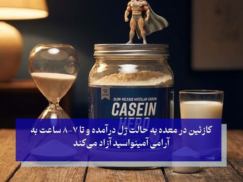 پروتئین کازئین (Casein Protein) قهرمان جذب آهسته
