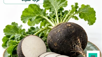 تصویر شاخص ترب سیاه با نوشته فارسی وزیرمتن و لوگوی طب خونه